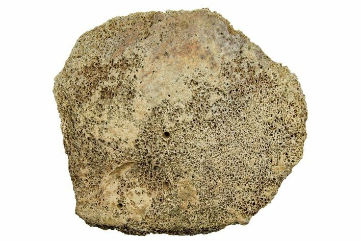 Fossil Tyrannosaur (T rex) Vertebra Section - Wyoming #350463